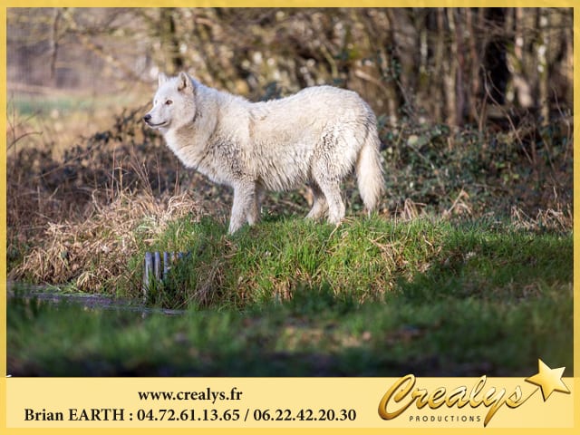 Location loup vidéos Brétigny sur Orge