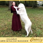 Location loup Vidéos Ormesson sur Marne