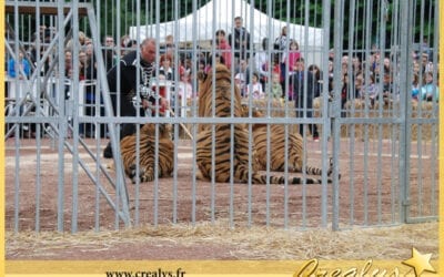 Location tigre vidéos Roissy en Brie