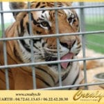 Location tigre Vidéos Septèmes les Vallons