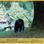 Location chimpanzé Vidéos Orsay