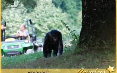 Location chimpanzé vidéos Montélimar