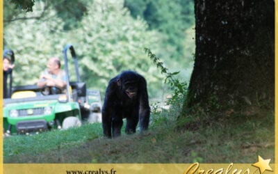 Location chimpanzé vidéos Lognes