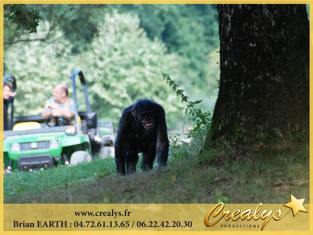 Location chimpanzé vidéos Auxerre