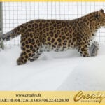 Location léopard Vidéos Gaillac