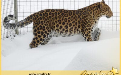 Location léopard vidéos Argenteuil