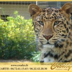 Location léopard Vidéos Porto Vecchio