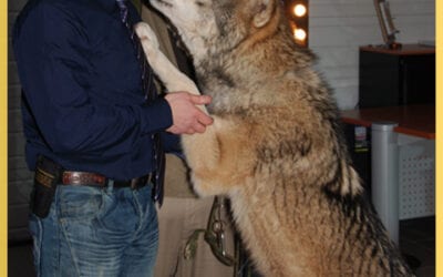 Location loup vidéos Mons en Barœul