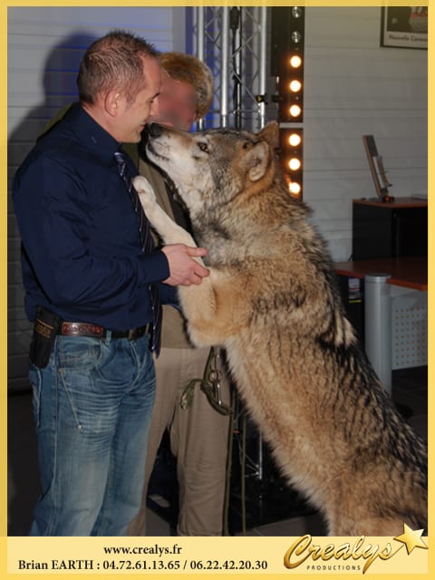 Location loup vidéos Sablé sur Sarthe