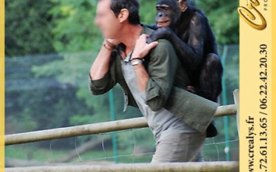 Location chimpanzé vidéos Évreux
