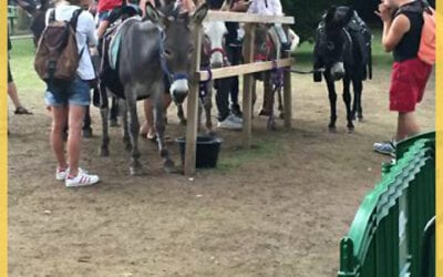 Location ane poney vidéos Mauges sur Loire