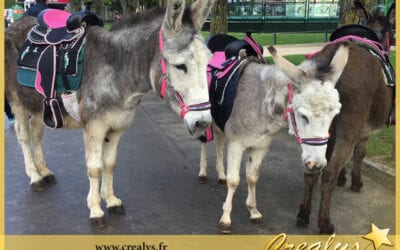 Location ane poney vidéos Toulouse