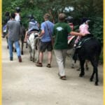 Location ane poney Vidéos Porto Vecchio