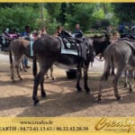Location ane poney Vidéos Cahors