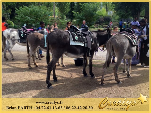 Location ane poney vidéos Montigny lès Metz