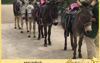 Location ane poney vidéos Auray