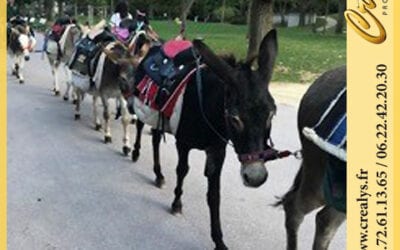 Location ane poney vidéos Mougins