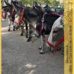 Location ane poney Vidéos Chaville