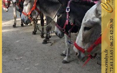 Location ane poney vidéos Périgueux