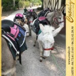 Location ane poney Vidéos Courcouronnes