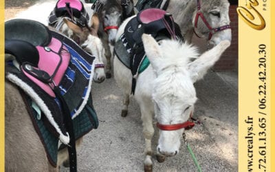 Location ane poney vidéos Paris 14e  Arrondissement