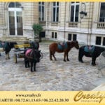 Location ane poney Vidéos Neuilly sur Seine