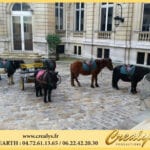 Location ane poney Vidéos Carpentras