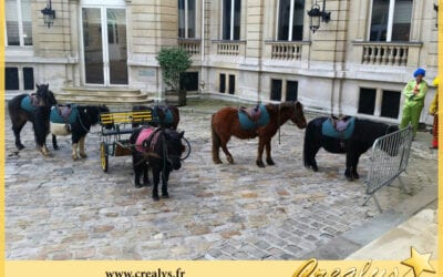 Location ane poney vidéos Baugé en Anjou