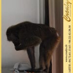 Location singe macaque Vidéos Jouy le Moutier