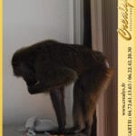 Location singe macaque Vidéos Toulouse