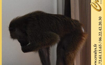 Location singe macaque vidéos Abbeville