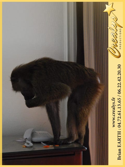 Location singe macaque vidéos Hazebrouck